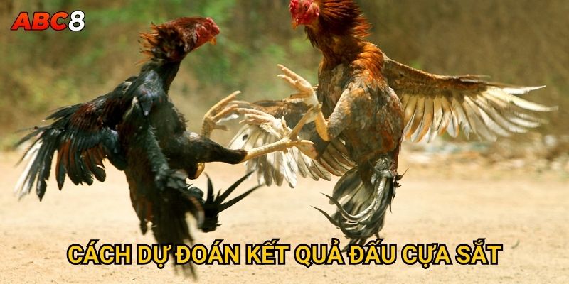Cách dự đoán kết quả đấu cựa sắt