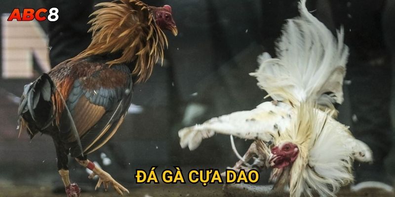 Đá gà cựa dao có phải là hình thức cược mạo hiểm tại ACB8? 3 Đá Gà Cựa Dao