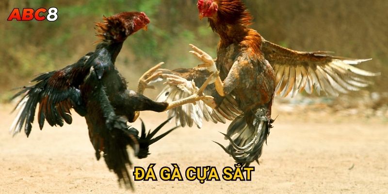Đá gà cựa sắt tại ACB8 có nguy hiểm và kịch tính không? 4 Đá Gà Cựa Sắt