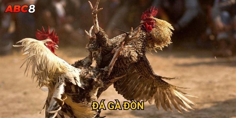Đá gà đòn có phải là môn võ thuật thực thụ tại ACB8? 8 Đá Gà Đòn