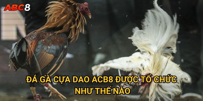 Đá gà cựa dao ACB8 được tổ chức như thế nào?
