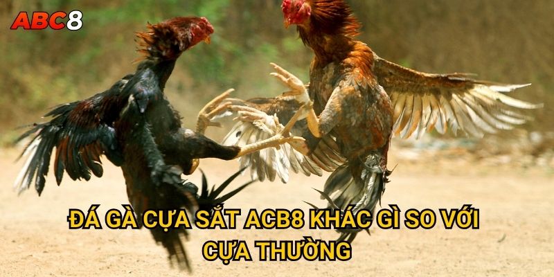 Đá gà cựa sắt ACB8 khác gì so với cựa thường?