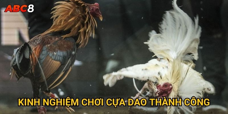 Kinh nghiệm chơi cựa dao thành công